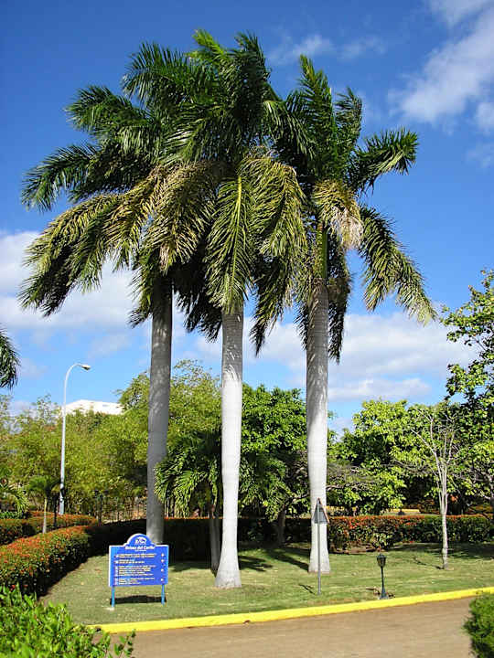 Palmy Hotel Brisas del Caribe