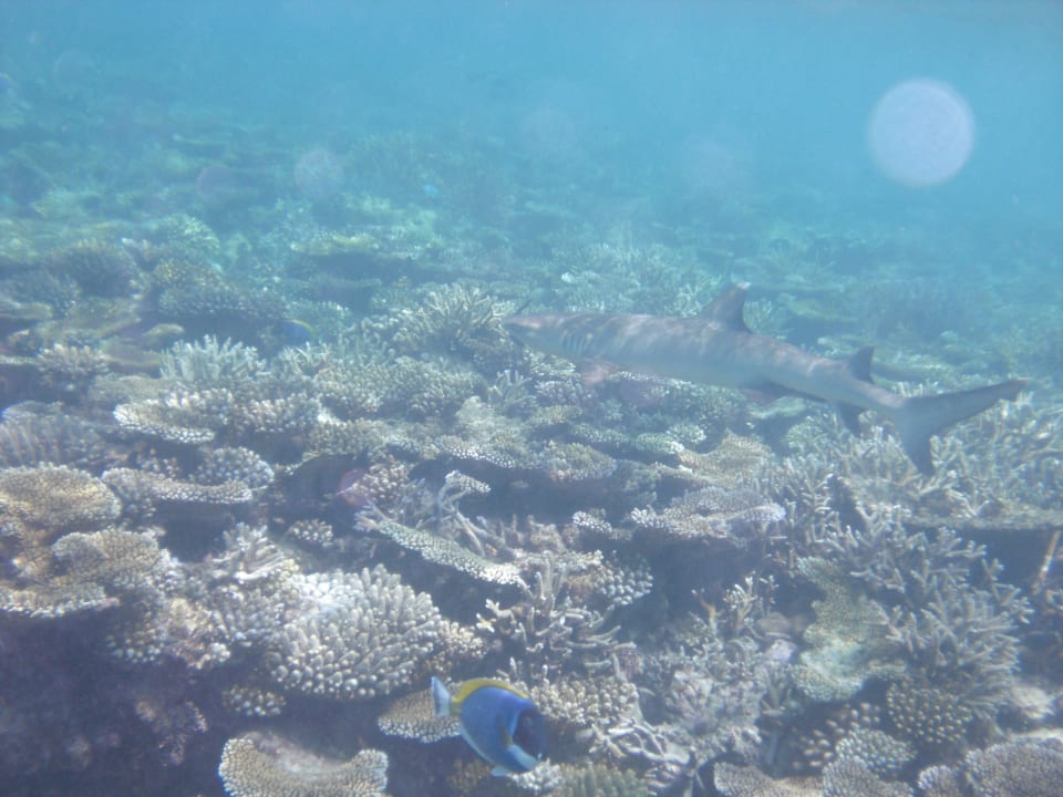 Riffhai direkt am Hausriff Angaga Island Resort