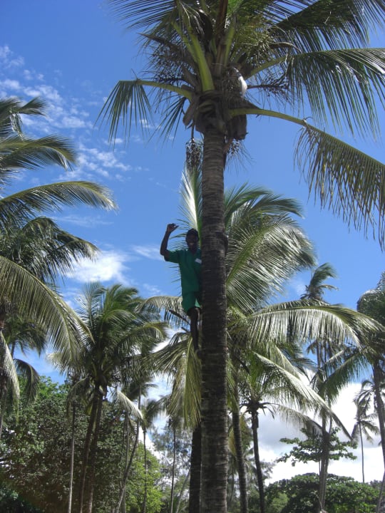 Coconut Neptune Village Beach Resort & Spa