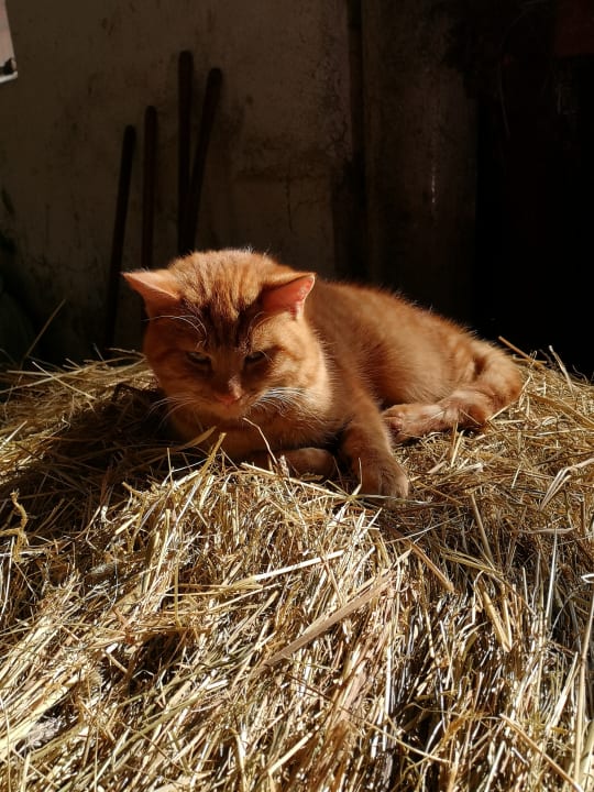 Sonstiges Bauernhof Vorderoberlehen