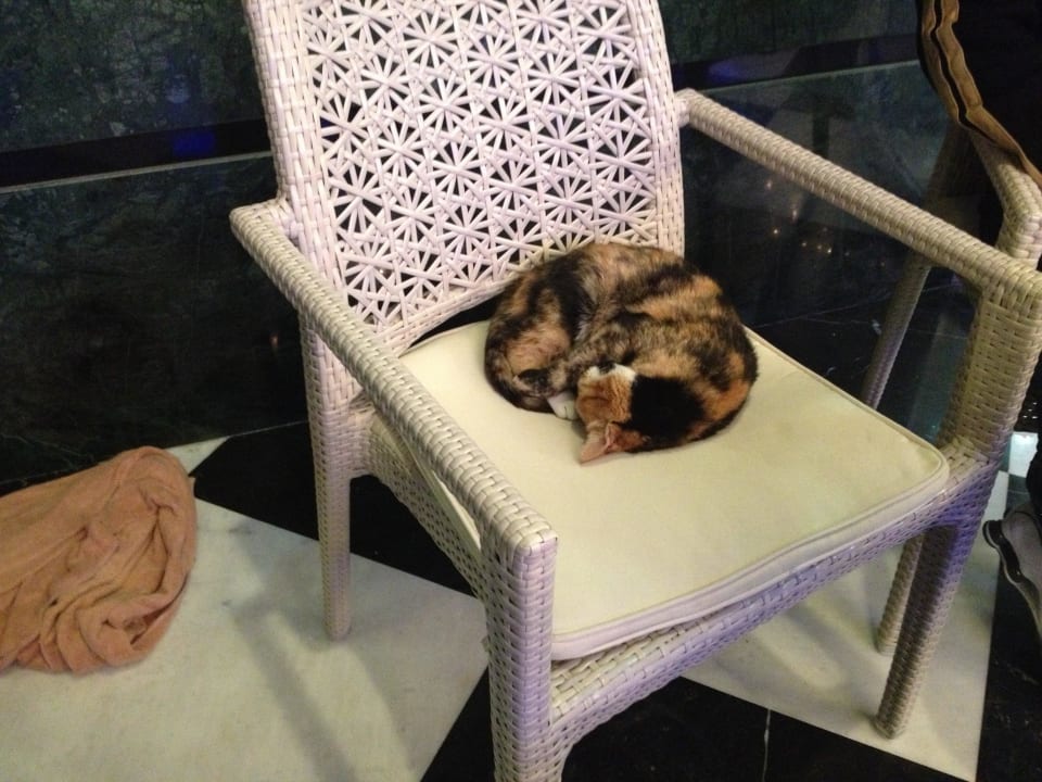 Katze im Glück Hotel Delphin Imperial