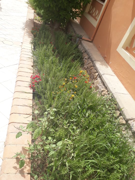 Gartenanlage Jaz Makadi Oasis Resort