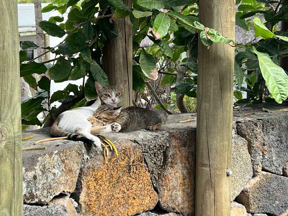 Gartenanlage Coin de Mire Attitude