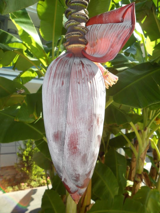 Bananenblüte im sonnigen Oktober Sun Club Hotel