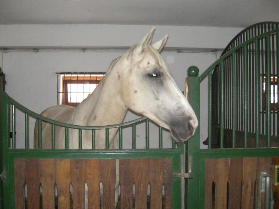 Pferd Matild Country Hotel