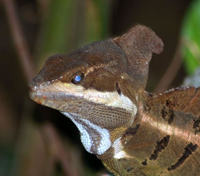 Jesus Christus Echse Hotel & Club Punta Leona