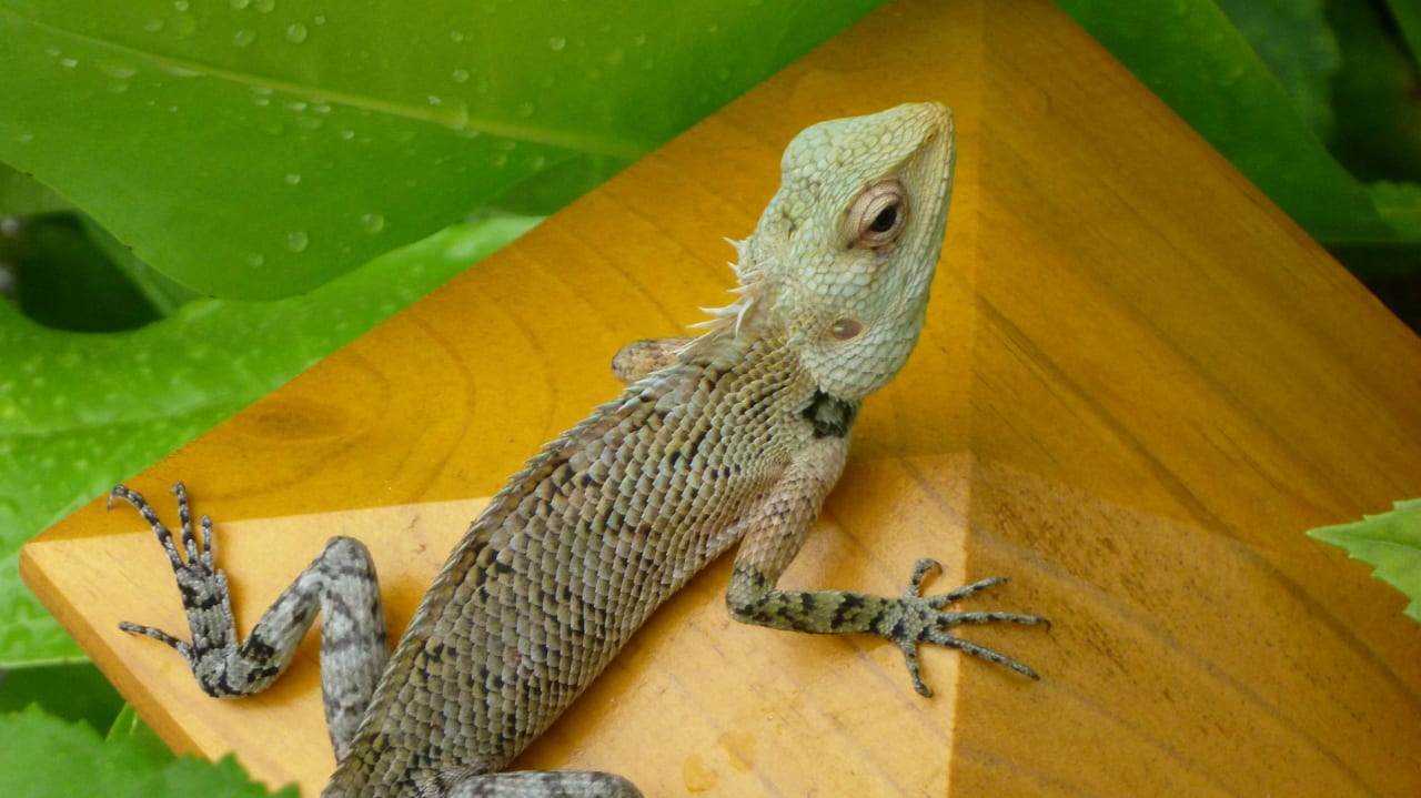 Vilamendhoo Vilamendhoo Island Resort & Spa