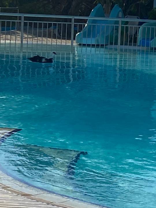 Sonstiges TUI KIDS CLUB Alex Beach