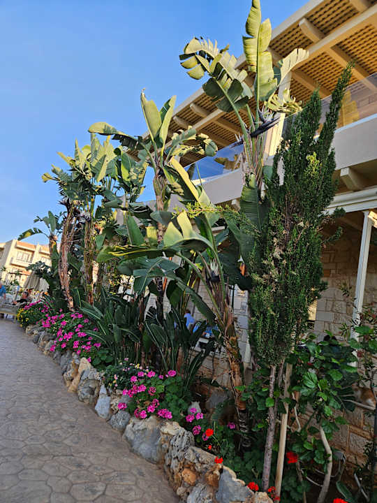 Gartenanlage Cactus Royal