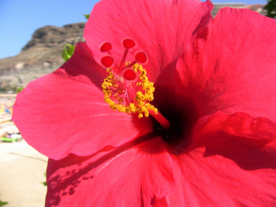 Hibiskus Seaside Hotel Palm Beach