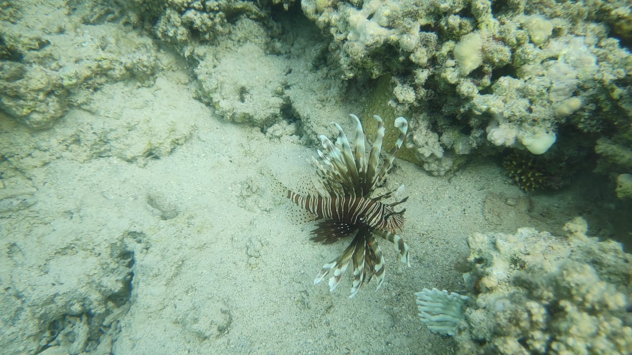 Strand JAZ Elite Amara