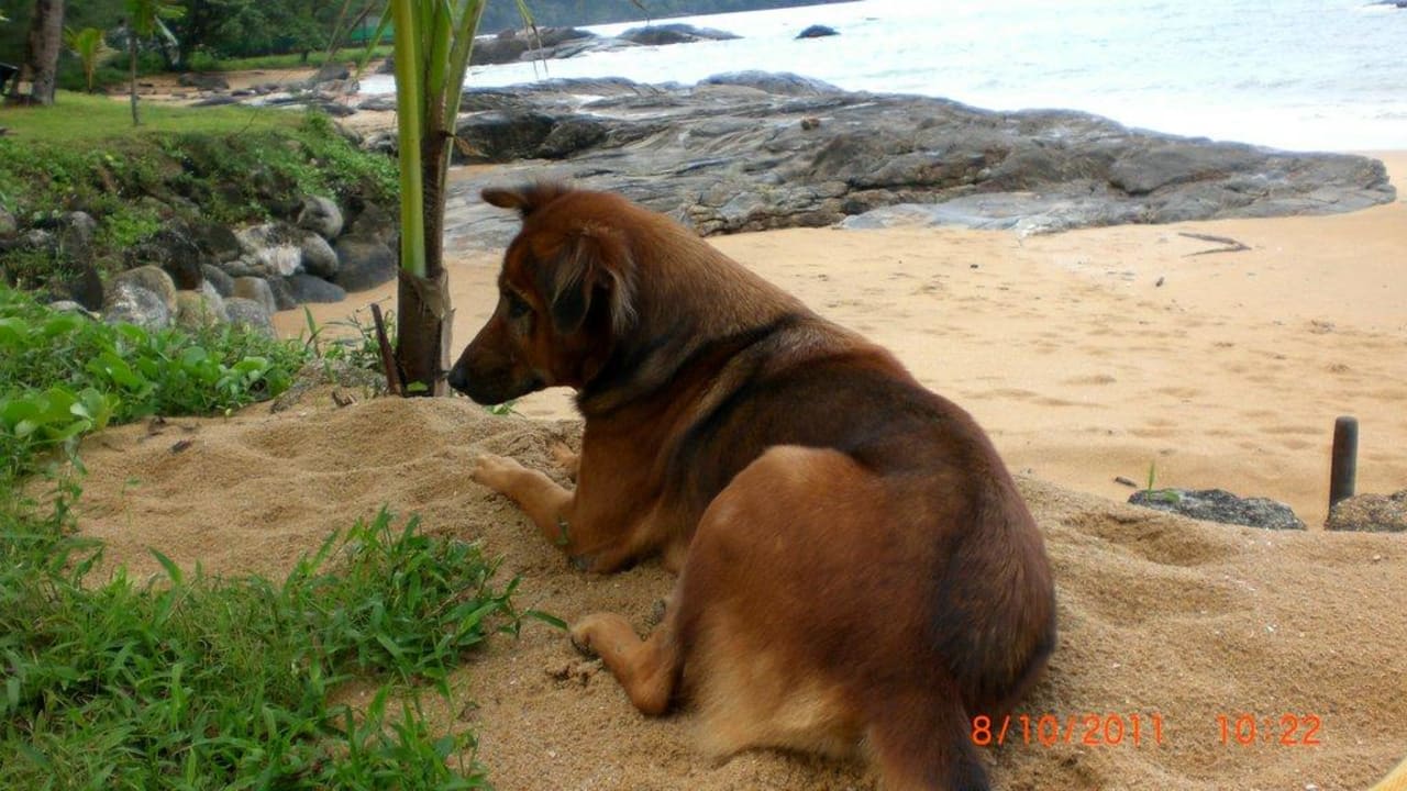 Unser treuer Begleiter Khaolak Laguna Resort