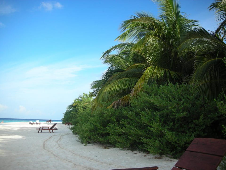 Wunderschöner Strand mit Palmen Eri Maldives