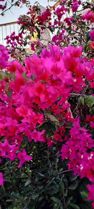 Gartenanlage Siva Golden Bay Makadi