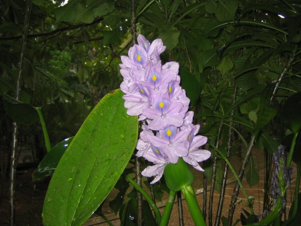 Blühende Wasserpflanze! Hotel Lanta Sand Resort & Spa
