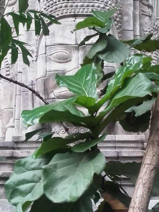 Gesicht Tropical Islands Resort