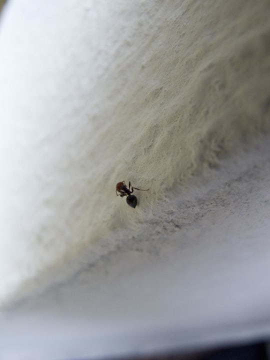 Biester Magal Maradiso Hotel by Aminess