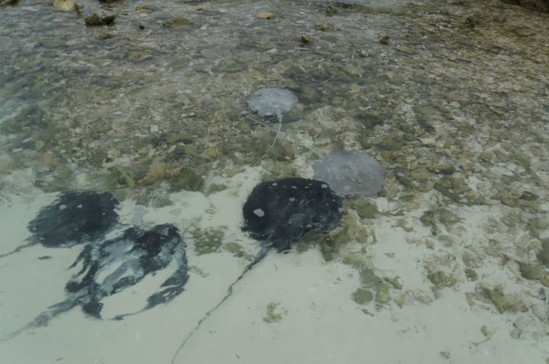 Rochen direkt am Strand Kuredu Island Resort & Spa