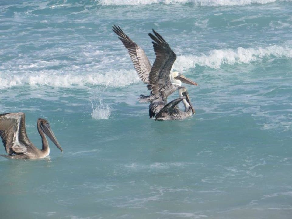 Strand Melia Las Dunas