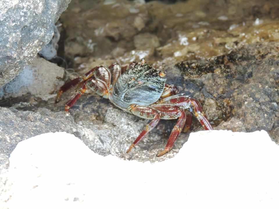 Краб Pickalbatros Citadel Resort