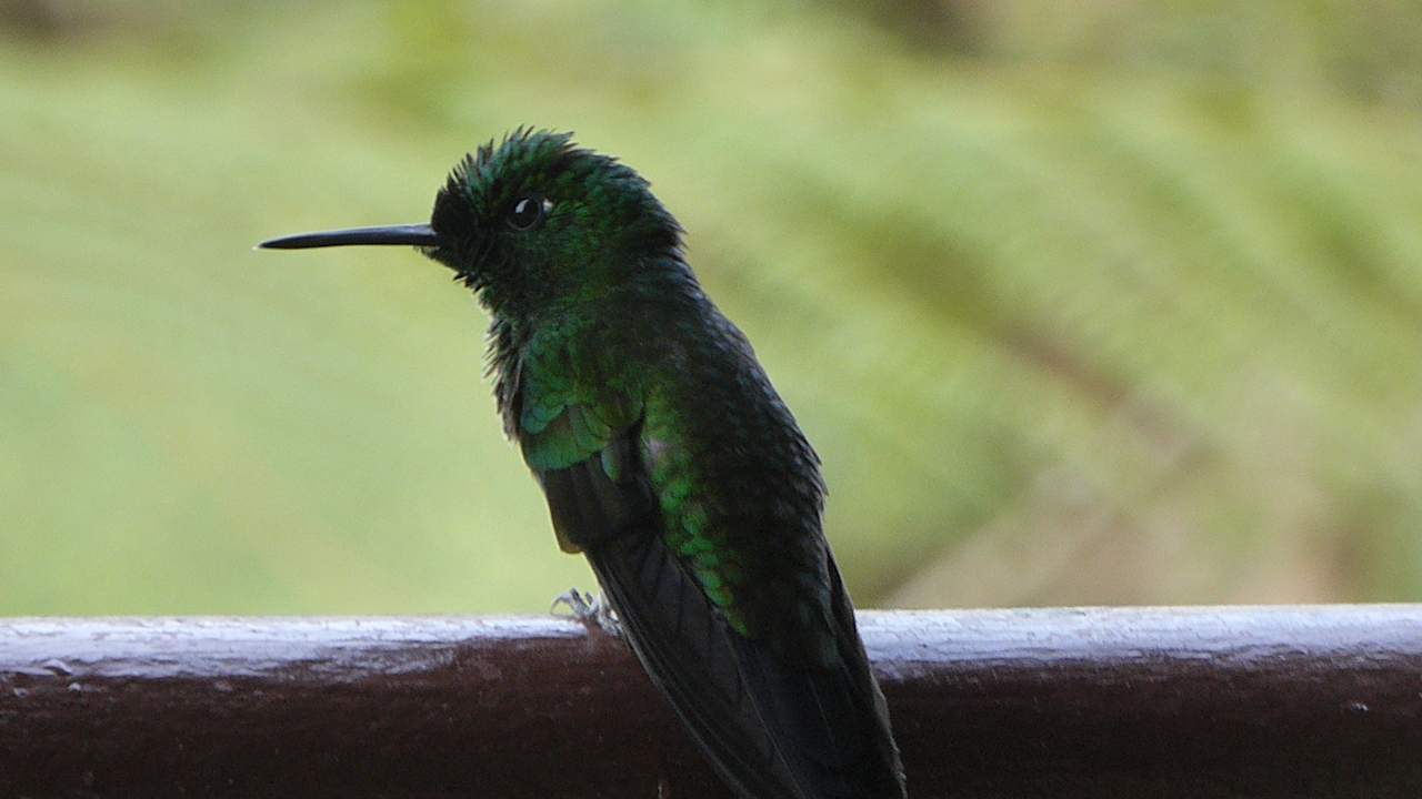 Sonstiges Hotel Peace Lodge