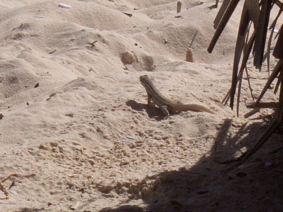 Tierchen am Strand Grand Palladium Select Bávaro Resort & Spa