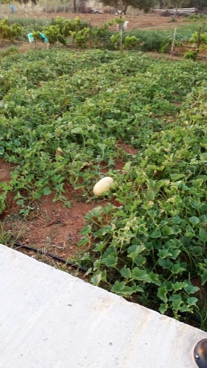 Restaurant Hotel Hara Ilios Village