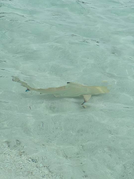 Strand Veligandu Maldives Resort Island