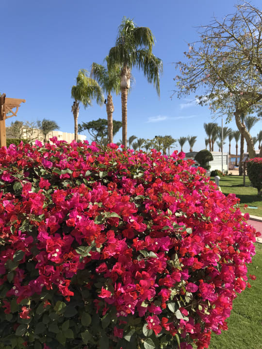 Gartenanlage Pickalbatros Palace Resort