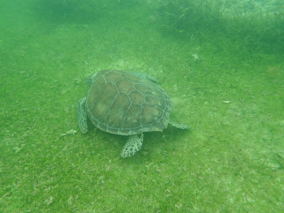 Strand Akumal Bay Beach & Wellness Resort