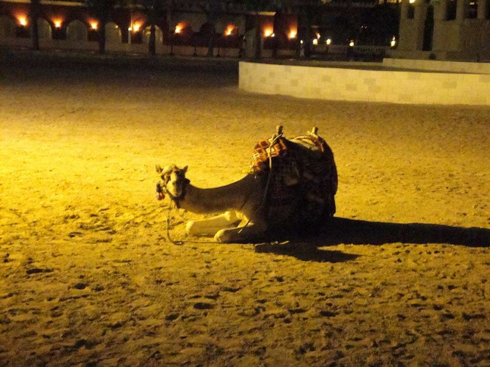 Reite mich bitte Pickalbatros Alf Leila Wa Leila Resort - Neverland Hurghada
