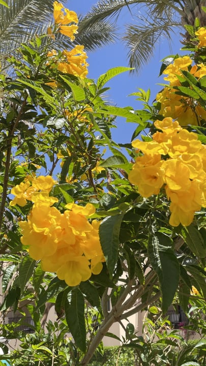 Gartenanlage Jaz Solaya