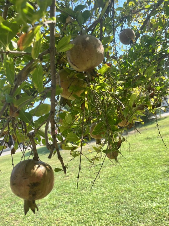 Gartenanlage Aydinbey Kings Palace & Spa