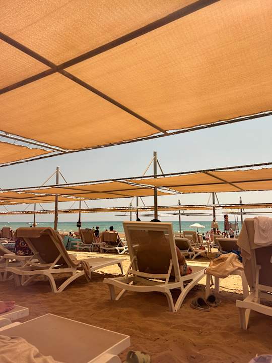 Strand Seashell Vega