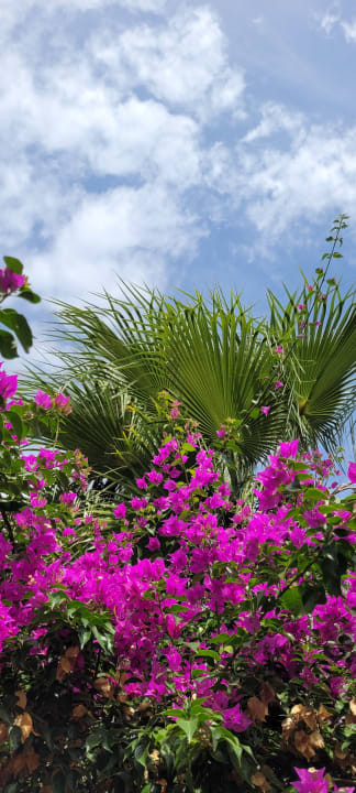 Gartenanlage Sentido Trendy Verbena Beach