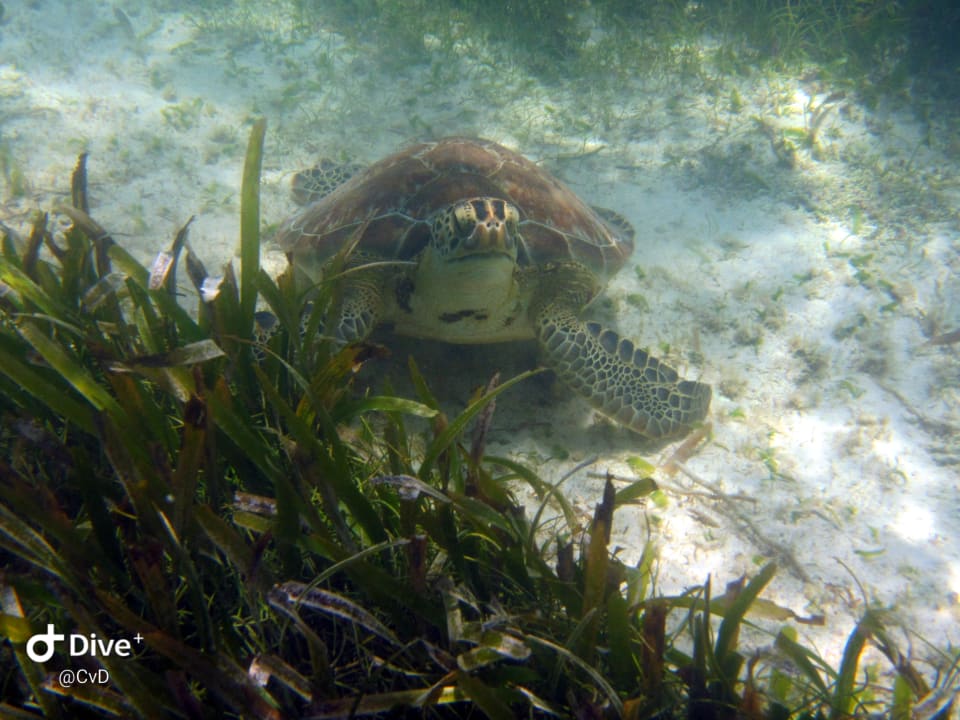 Sport & Freizeit Akumal Bay Beach & Wellness Resort
