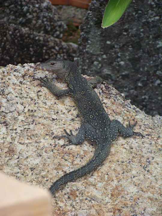 Gerd am Pool Panviman Resort Koh Phangan