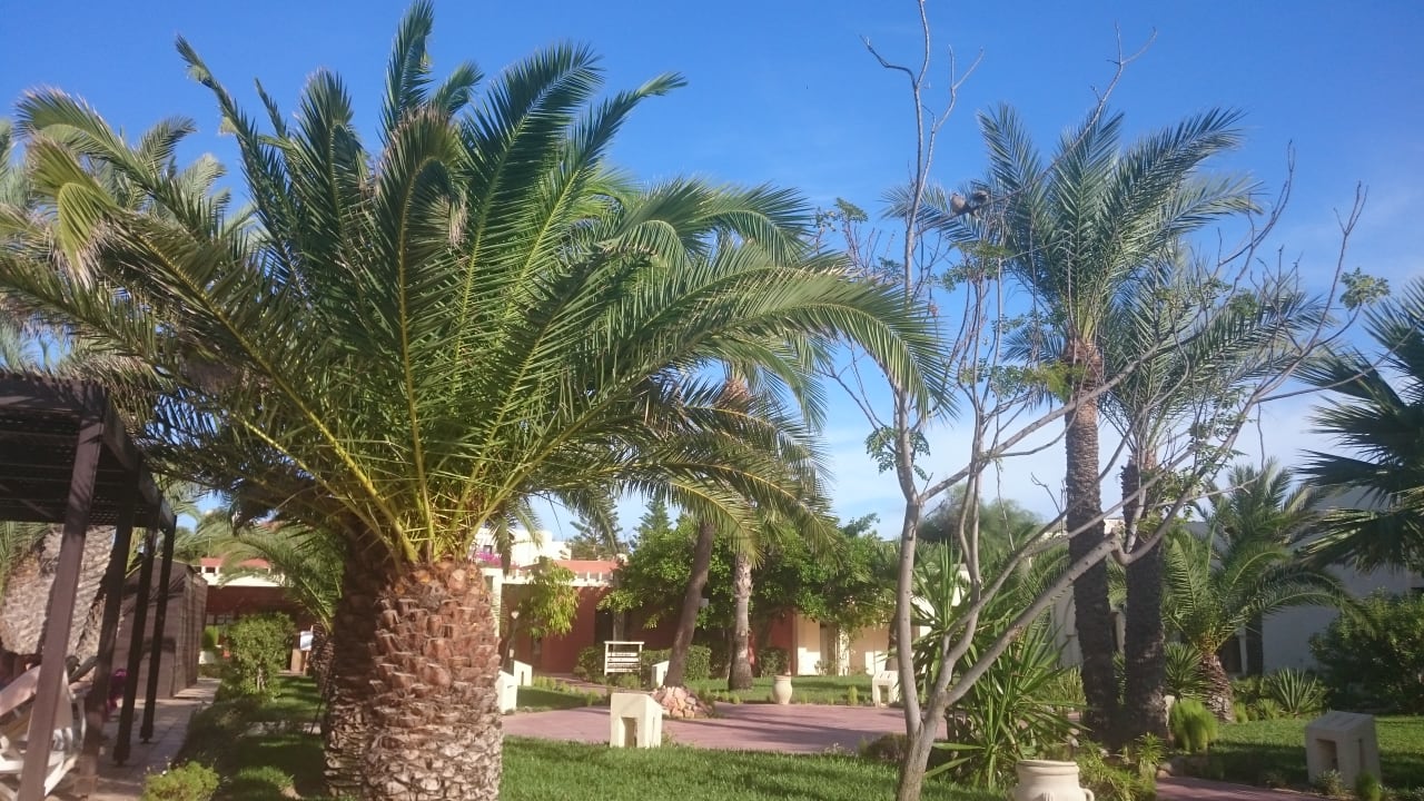 Gartenanlage Aldiana Club Djerba Atlantide