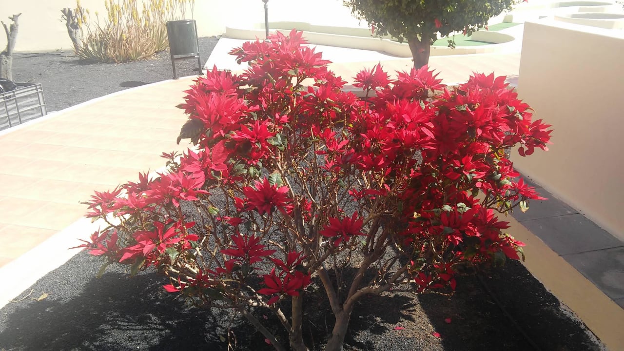 Gartenanlage Hotel Santa Rosa