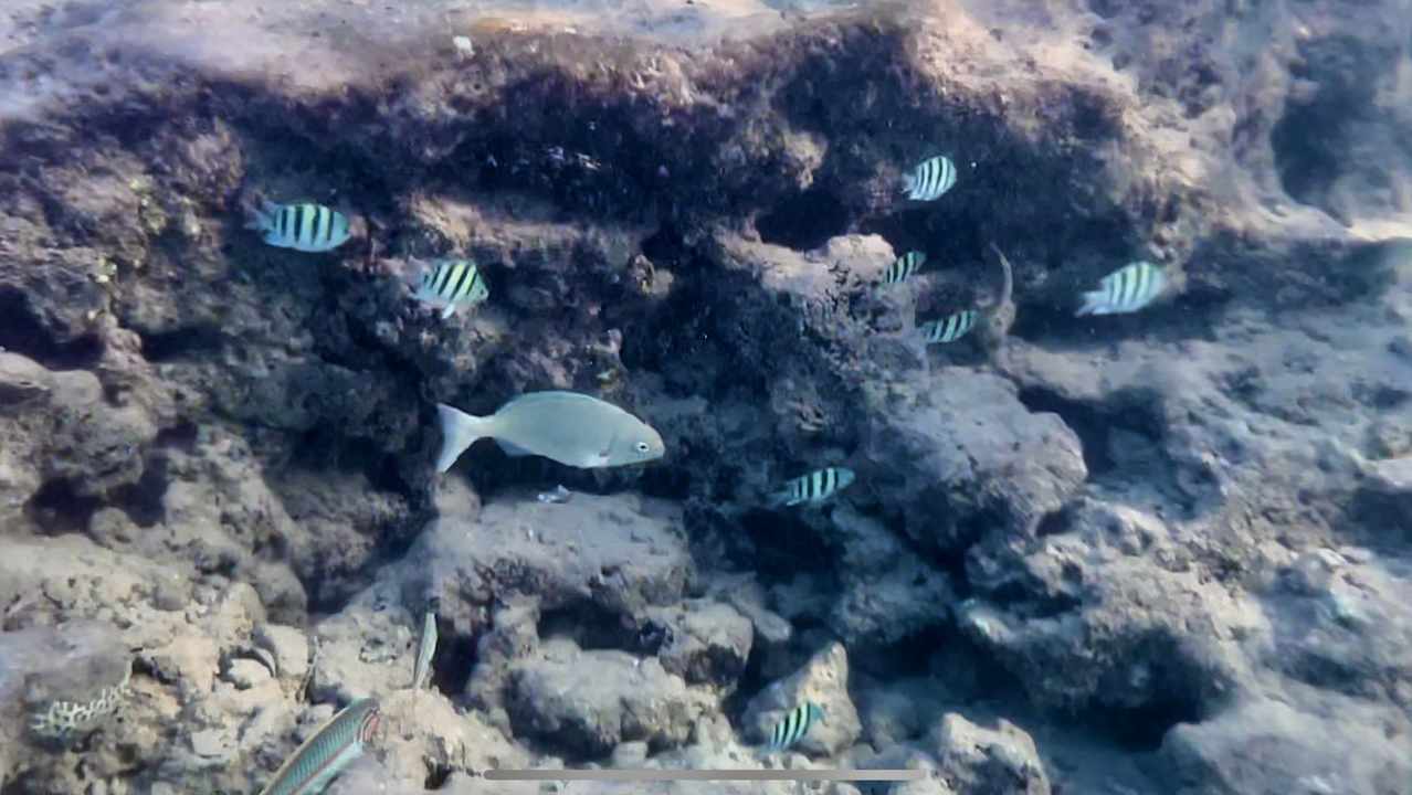 Sonstiges Desert Rose