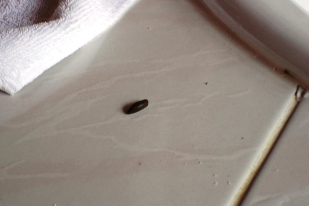 Reste von Ratten im Bad Meeru Maldives Resort Island