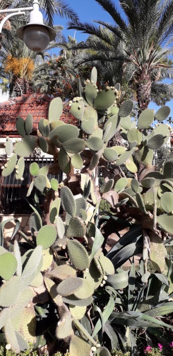 Gartenanlage Telatiye Resort