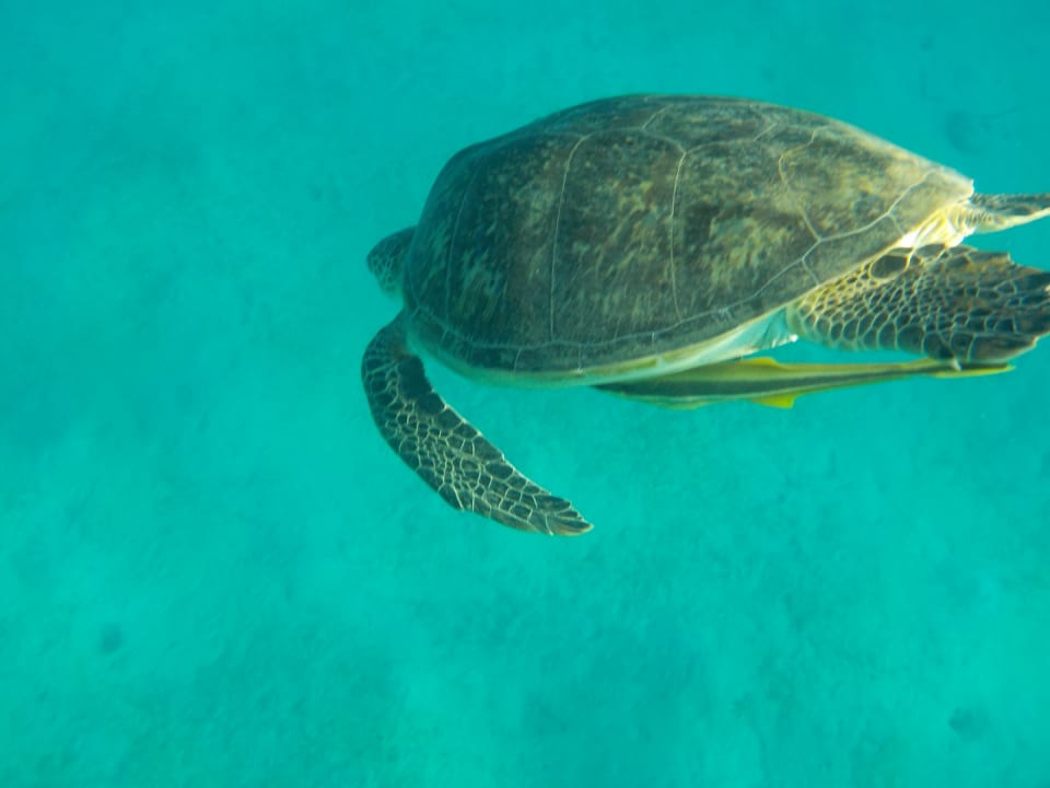 Strand Malikia Resort Abu Dabbab