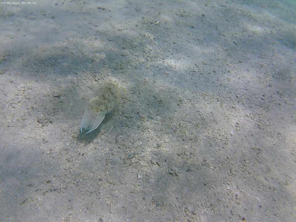 Strand Steigenberger Aqua Magic
