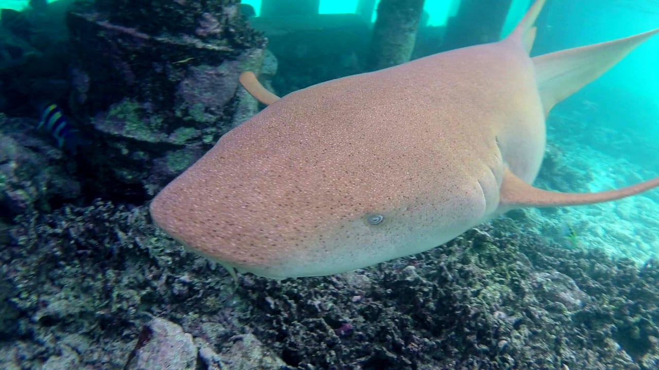 Sport & Freizeit Eri Maldives