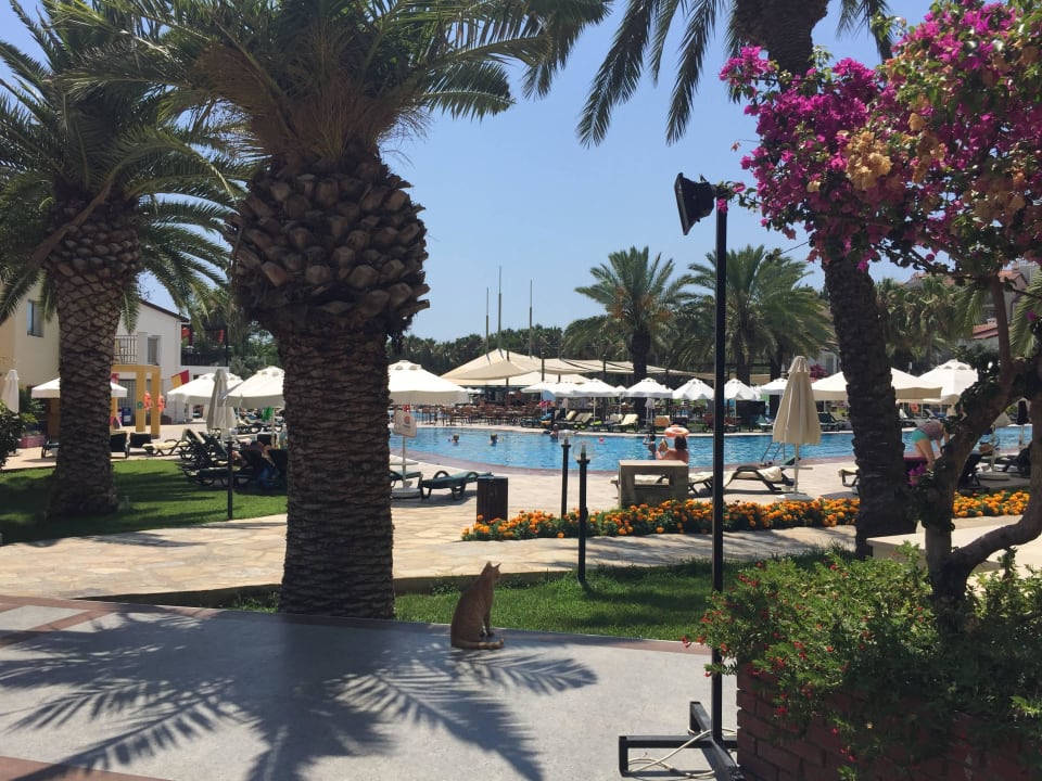 Schattenspendende Palmen Arum Barut Collection