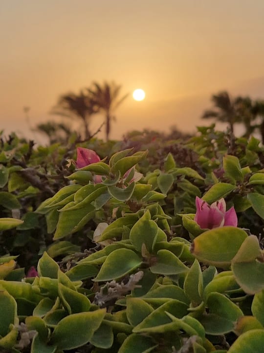Gartenanlage Hotel Kempinski Soma Bay