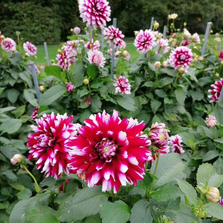 Gartenanlage Vivea Hotel Bad Schönau - Zur Quelle