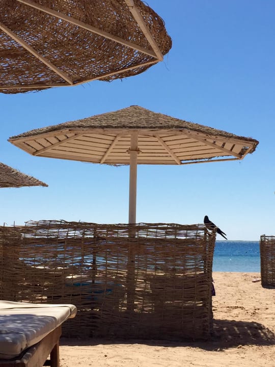 Strandliegen mit Wind-/Sichtschutz Eagles Paradise Abu Soma