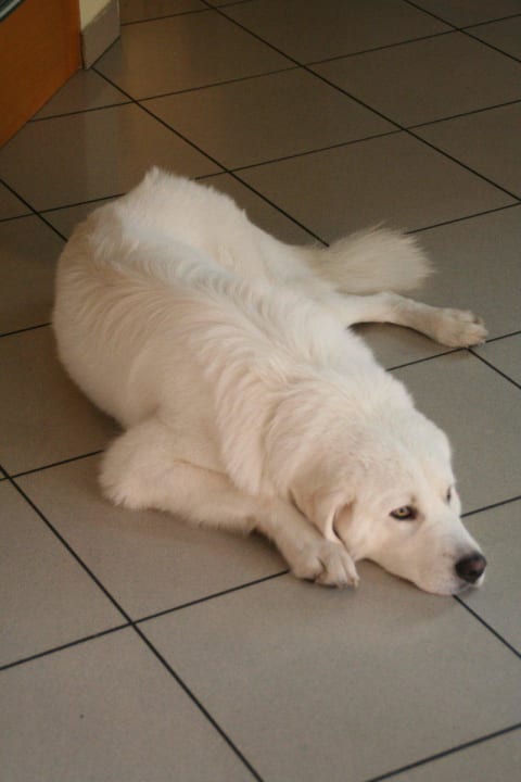 Der Wachhund kennt als Hütehund alle Gäste  San Domingo